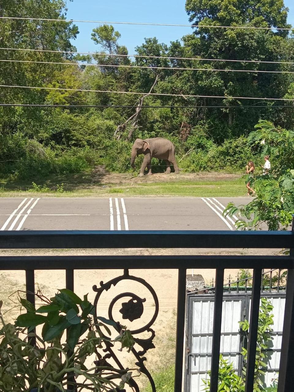 Peacock Villa Resort Udawalawe Pokój zdjęcie