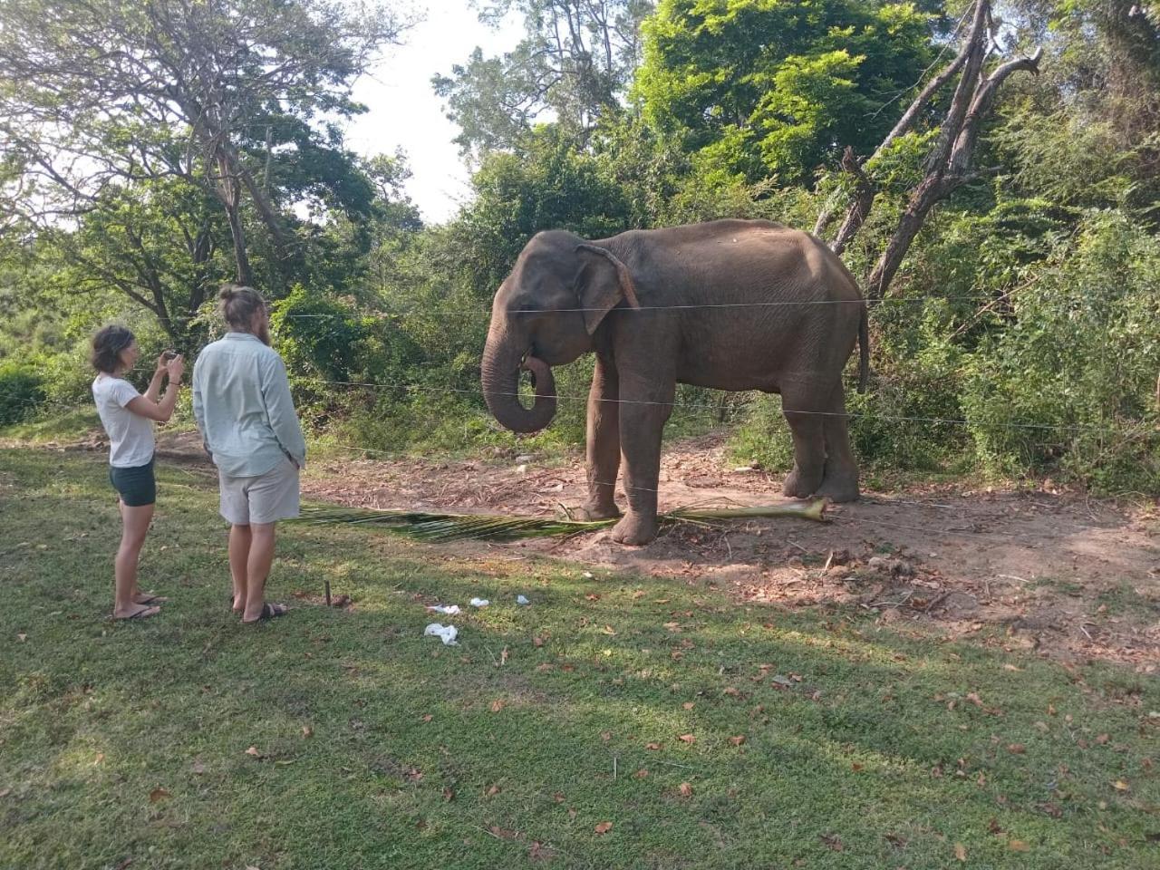 Peacock Villa Resort Udawalawe Pokój zdjęcie