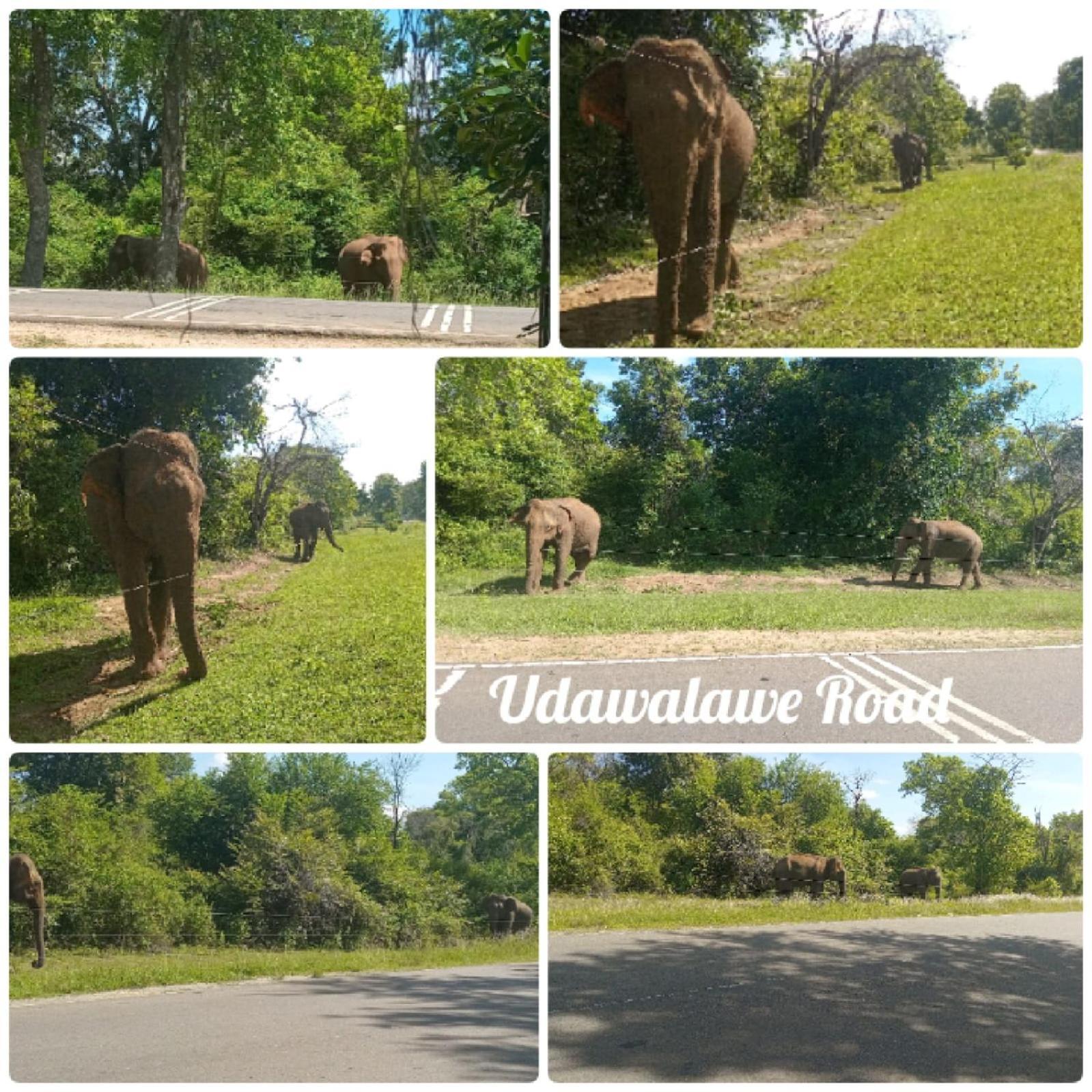 Peacock Villa Resort Udawalawe Pokój zdjęcie