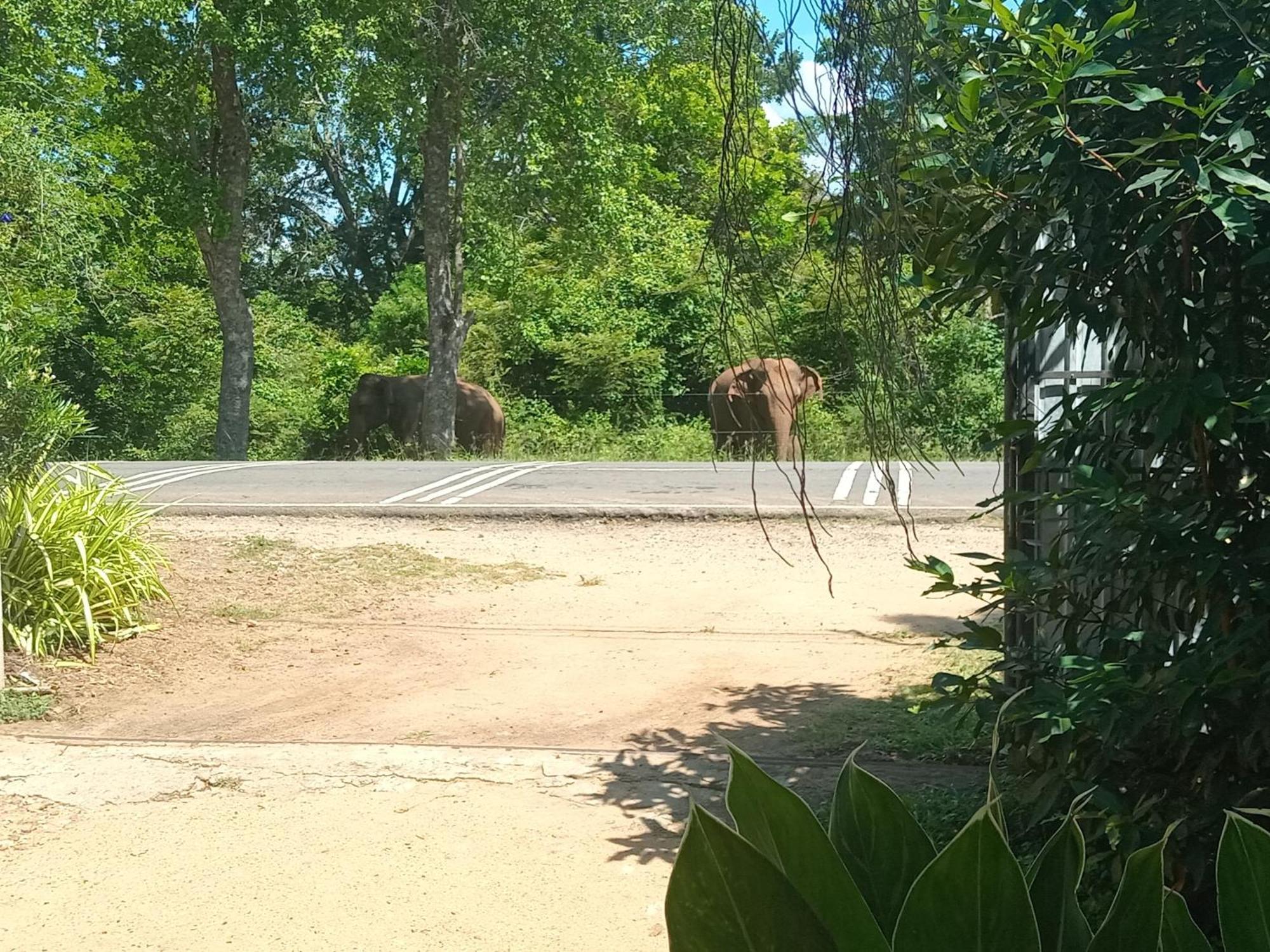 Peacock Villa Resort Udawalawe Pokój zdjęcie